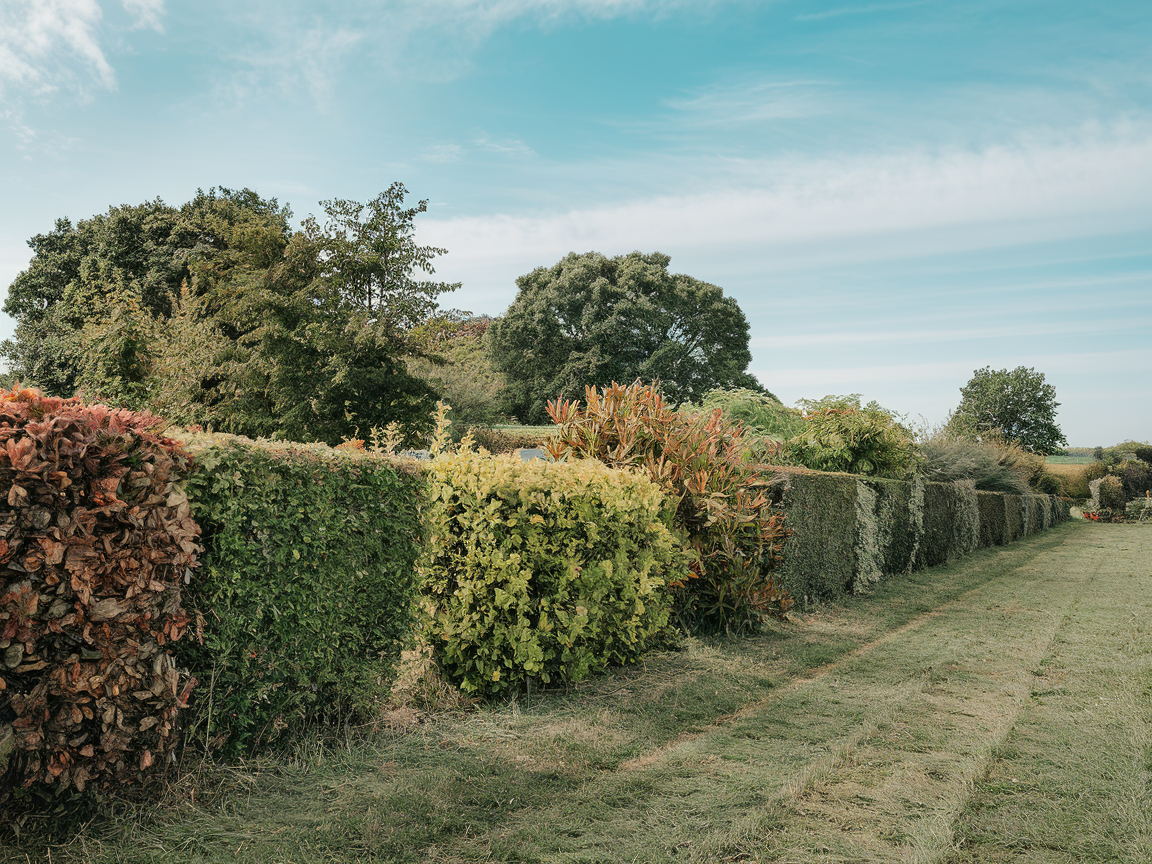 a-photo-of-a-field-with-a-row-of-hedges-_CbZ9mp5bQeC0FaOGUyyU8A_bw3JP4SUTSuT9SVsDijTEw